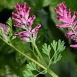 Fumaria officinalis