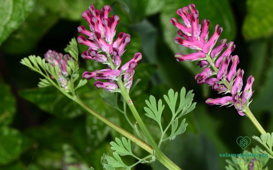 Fumaria officinalis