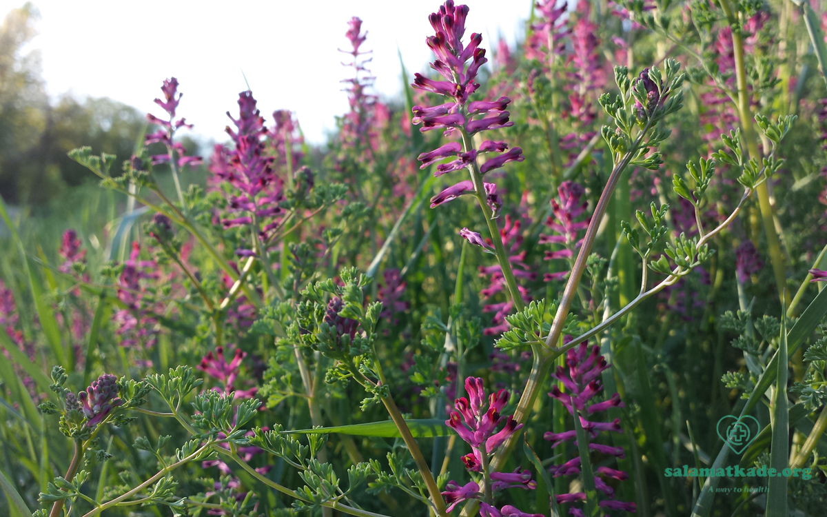 خواص شاتره Fumaria officinalis