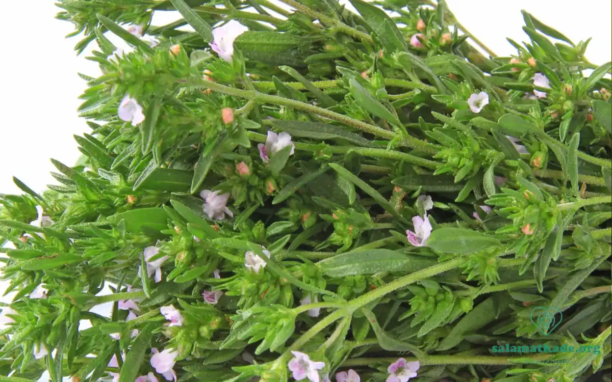 بررسی گیاهشناسی و خواص مرزه