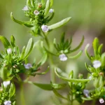 بررسی گیاهشناسی و خواص مرزه