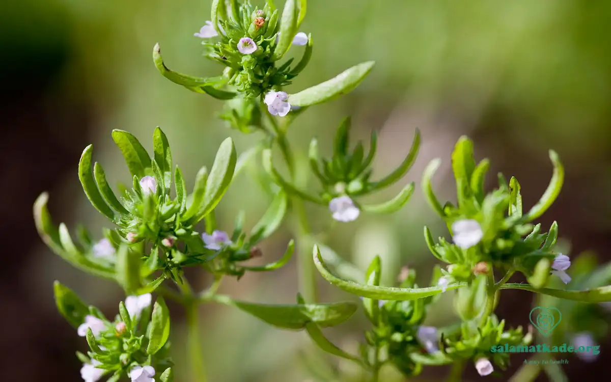 بررسی گیاهشناسی و خواص مرزه