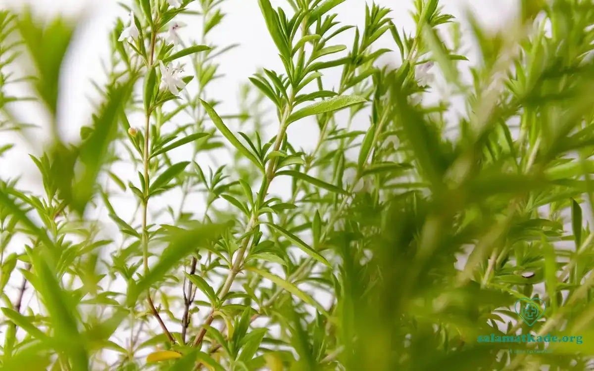بررسی گیاهشناسی و خواص مرزه