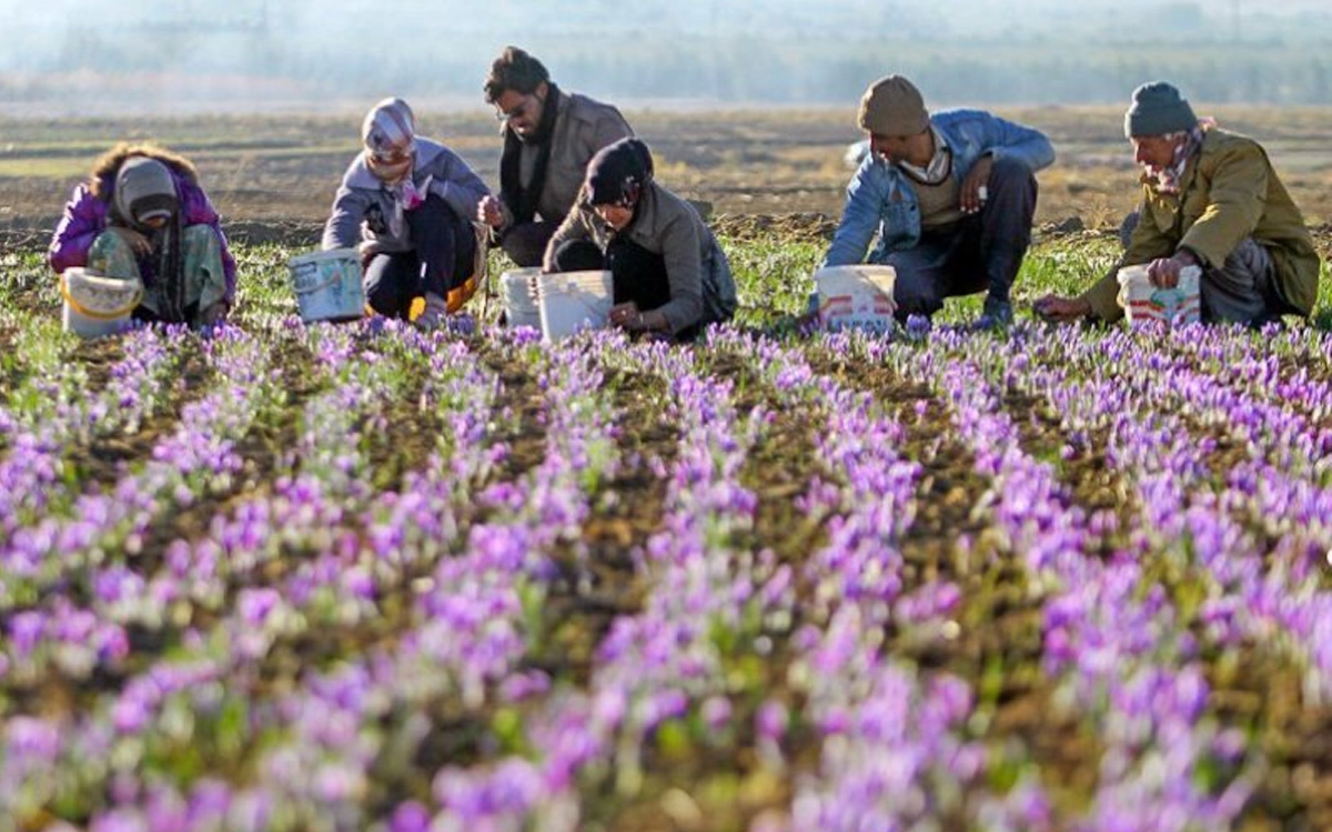 کشت گیاهان دارویی