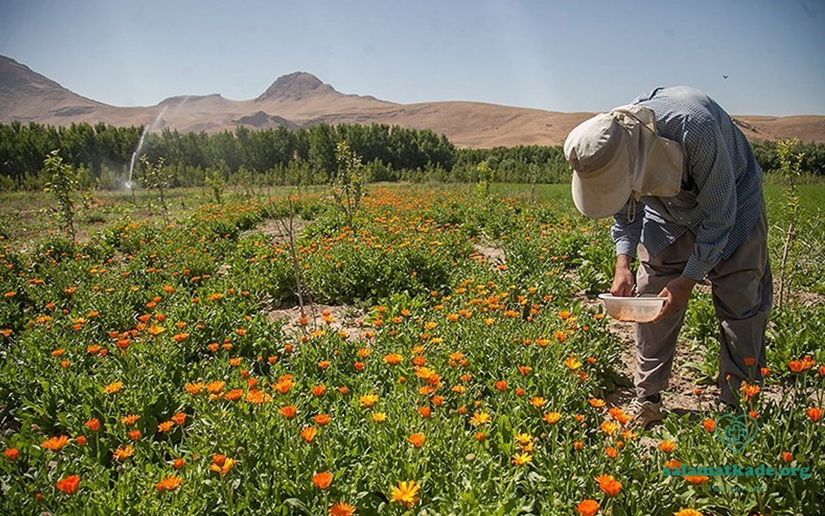 کشت گیاهان دارویی