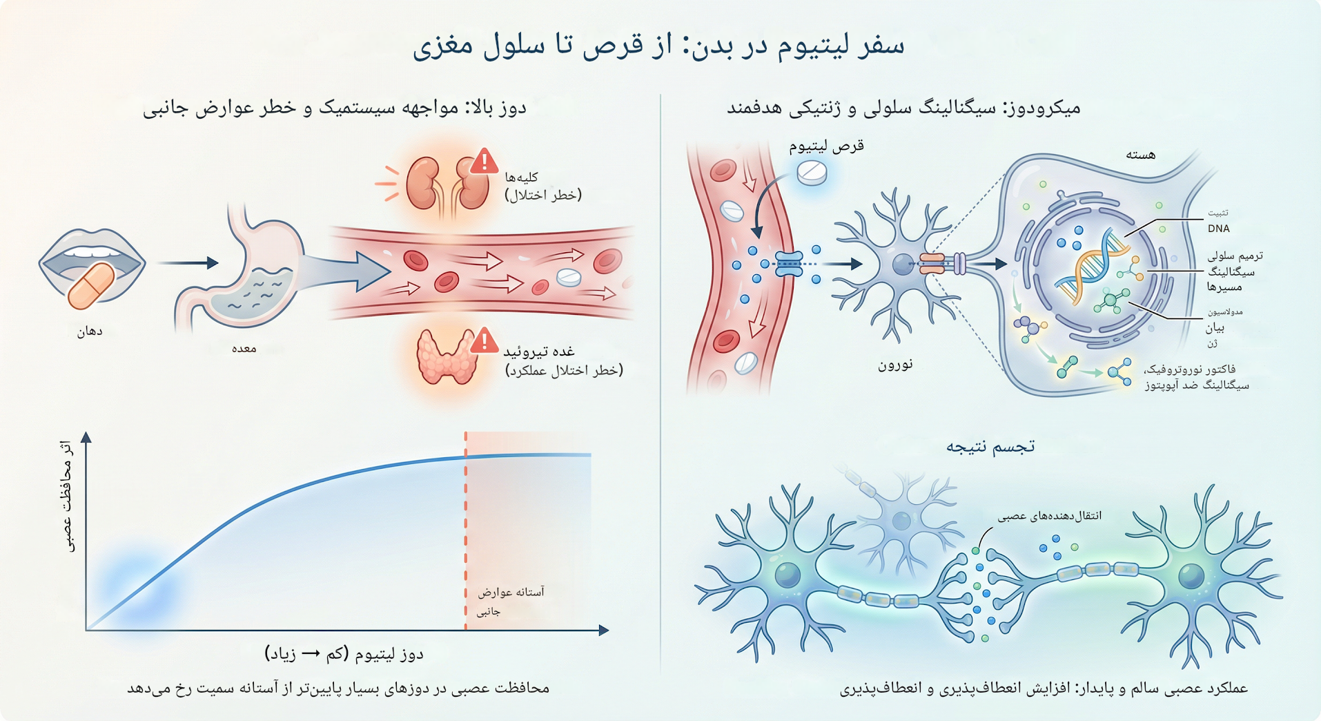سفر لیتیوم در بدن 