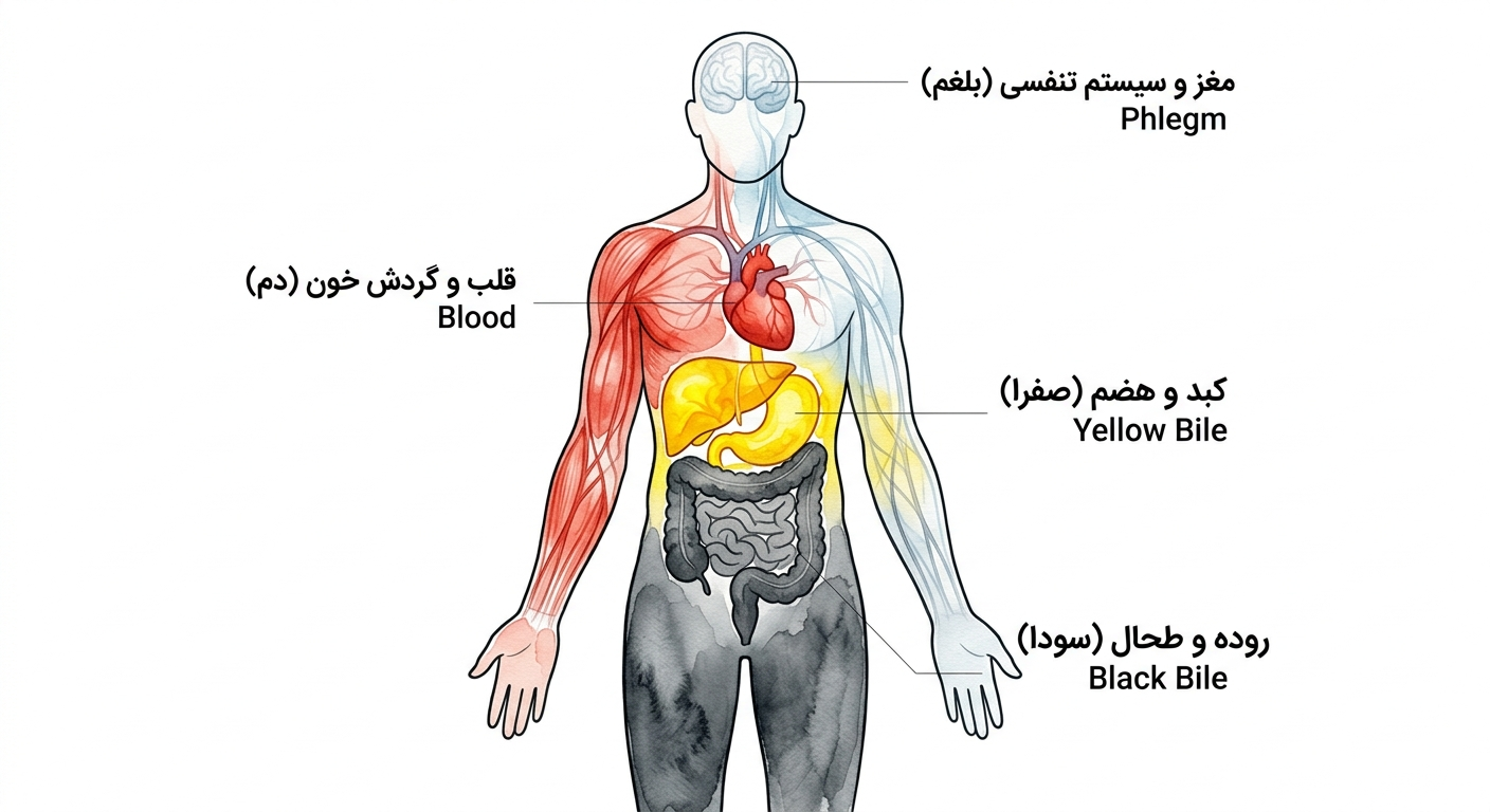 پاکسازی تخصصی بدن در طب سنتی: راهنمای کامل و گام‌به‌گام منضجات، ملینات و مسهلات برای دفع اخلاط چهارگانه